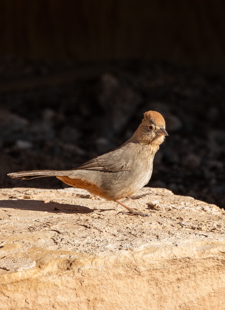 Canyon Towhee - ML630428954