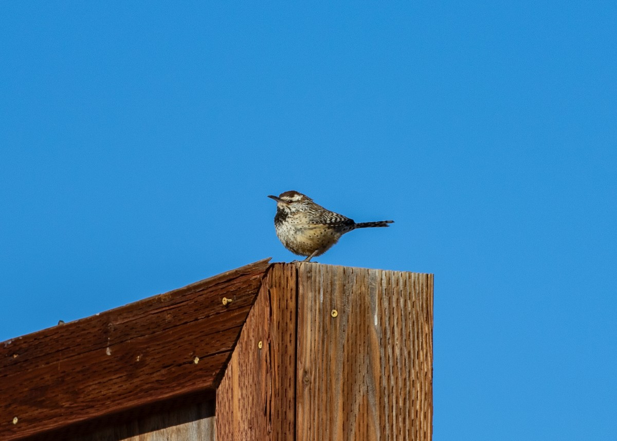 Cactus Wren - ML630428960