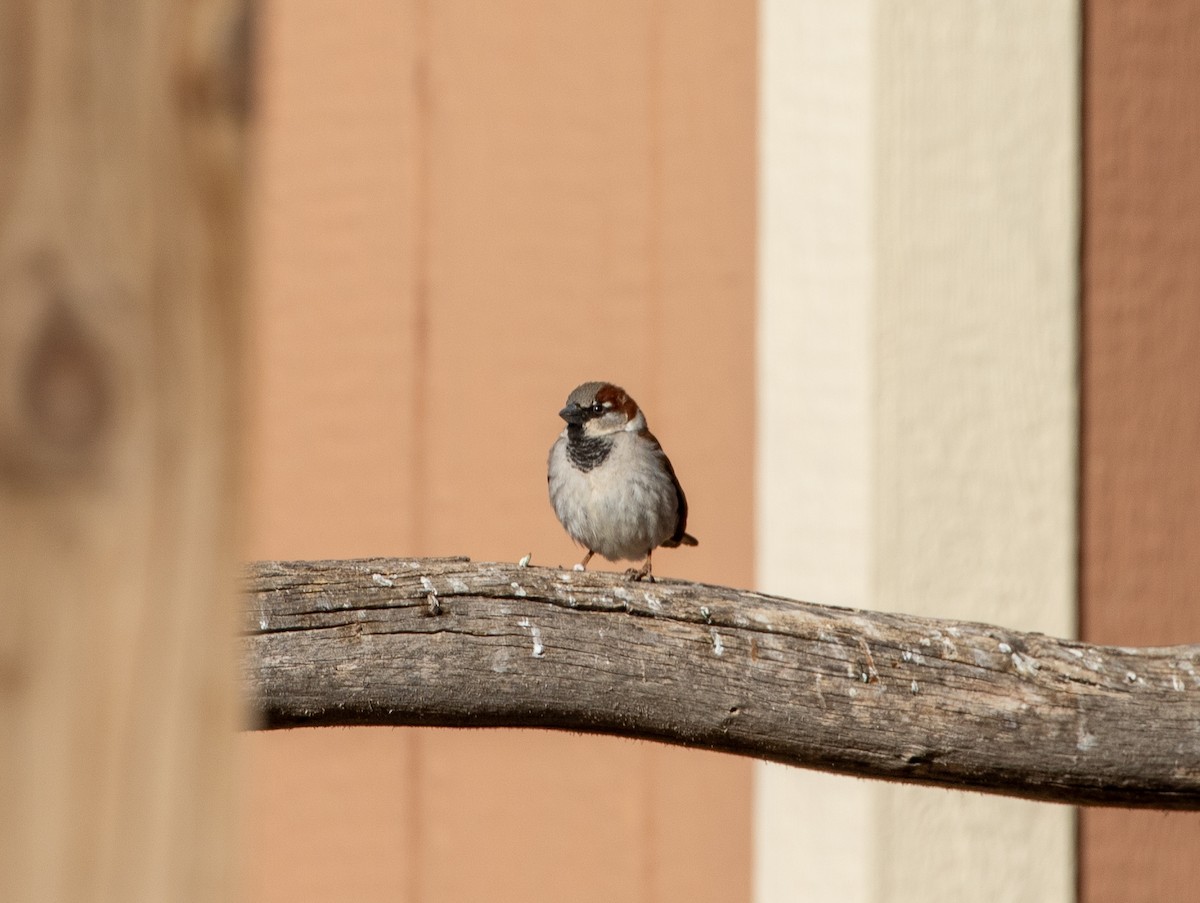 House Sparrow - ML630428963