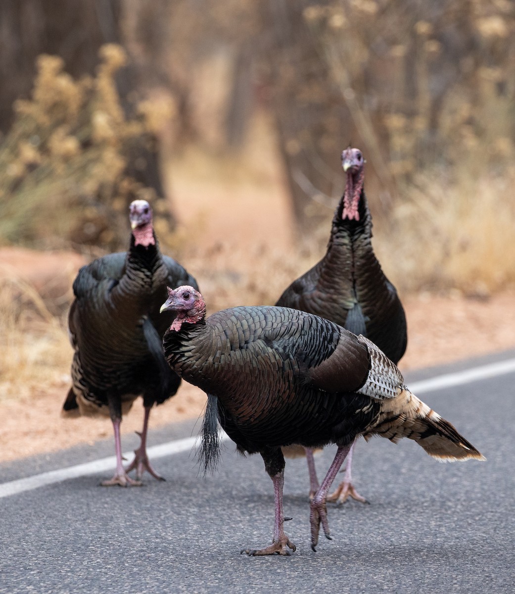 Wild Turkey - ML630429016