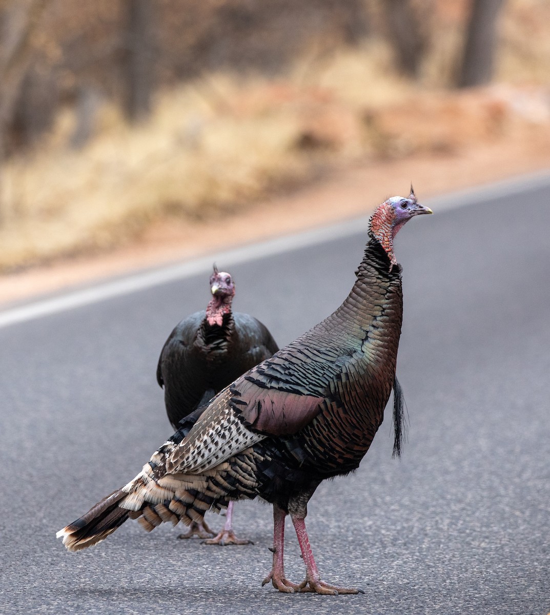 Wild Turkey - ML630429017