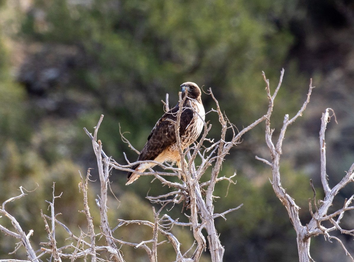 Red-tailed Hawk - ML630429054