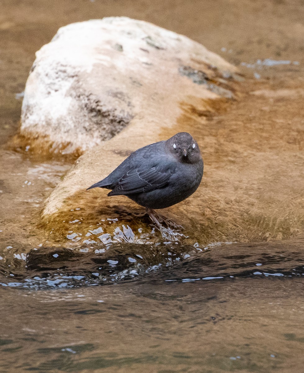 American Dipper - ML630429118