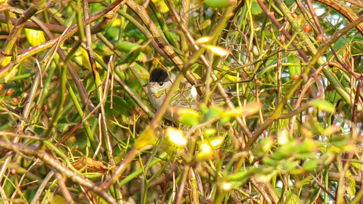 Eurasian Blackcap - ML630429119