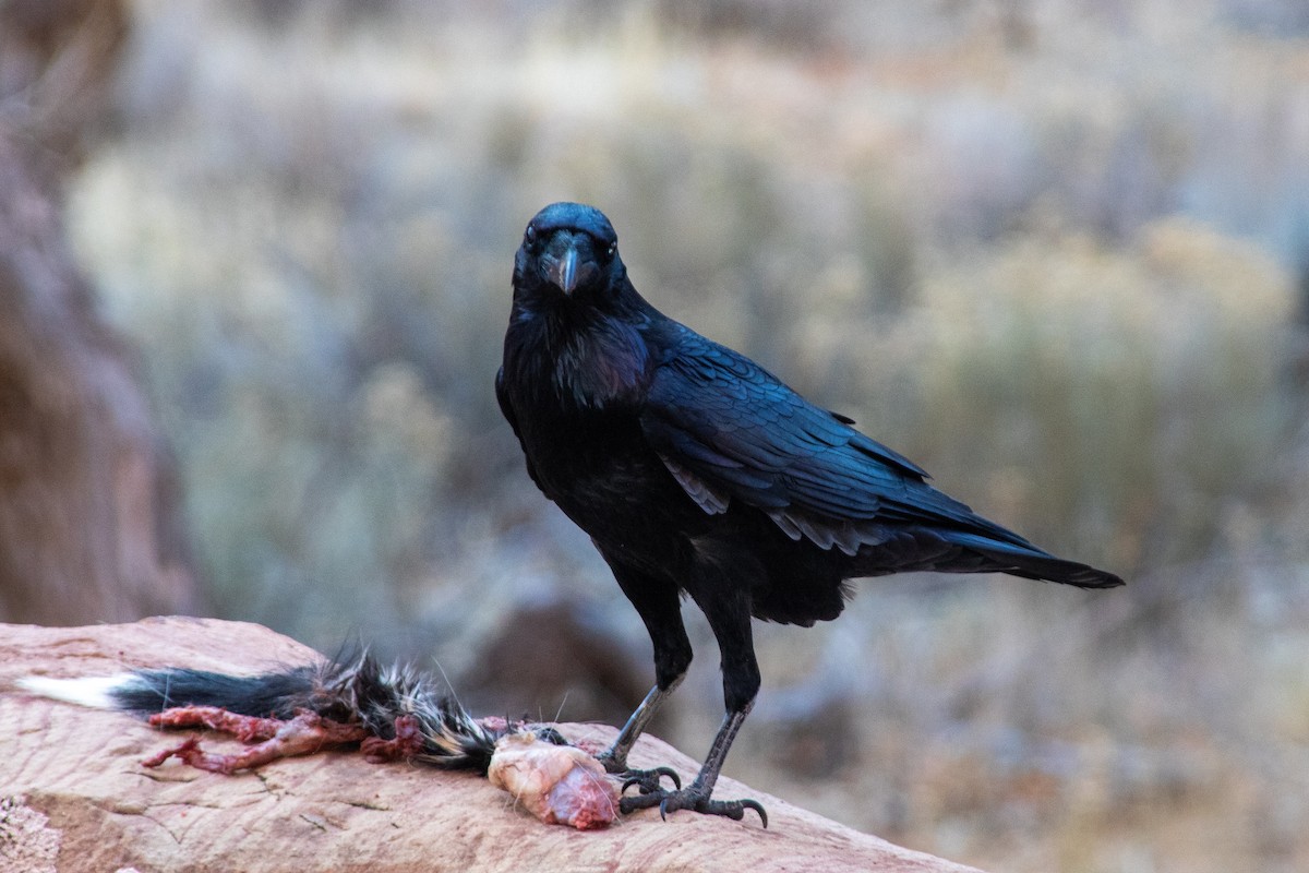 Common Raven - ML630429216