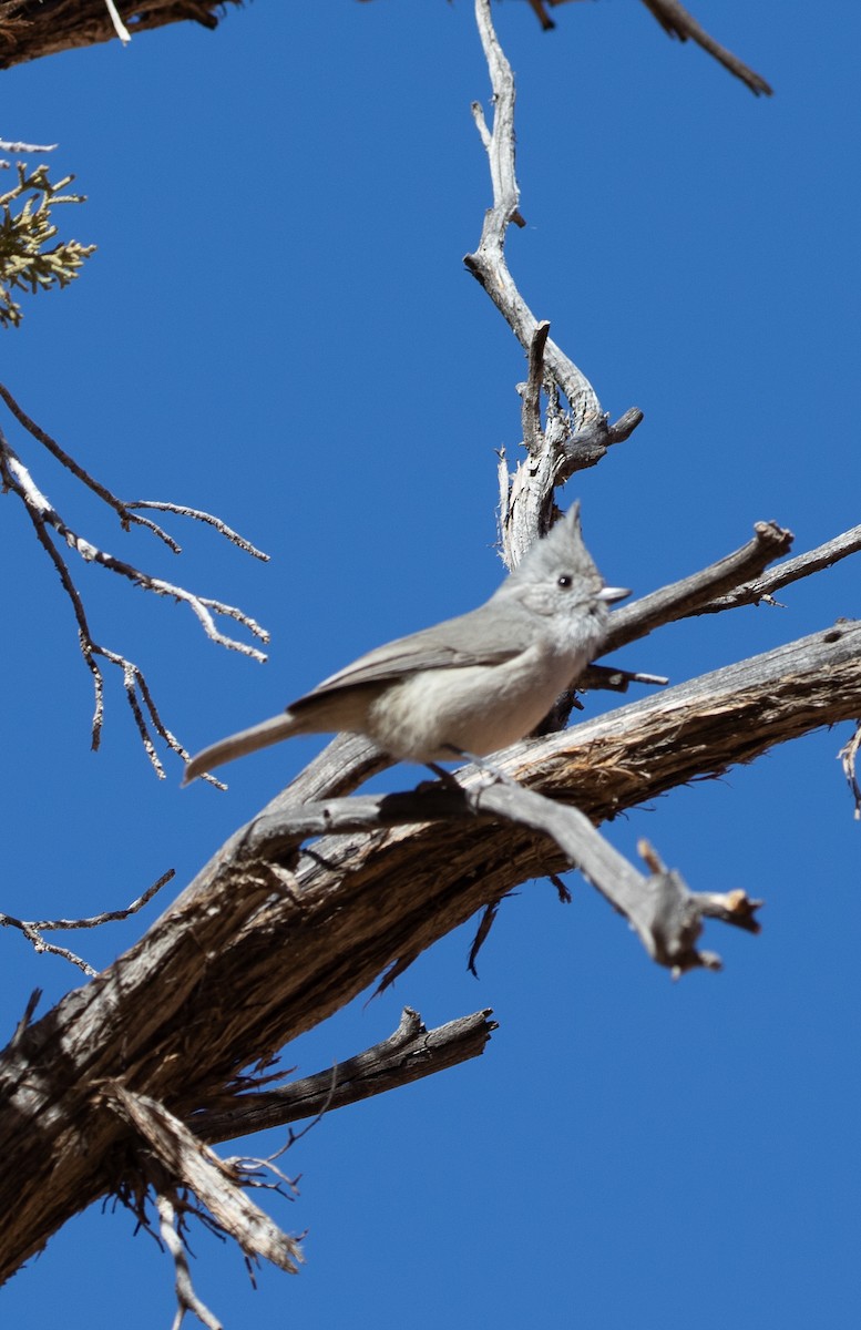 Juniper Titmouse - ML630429222