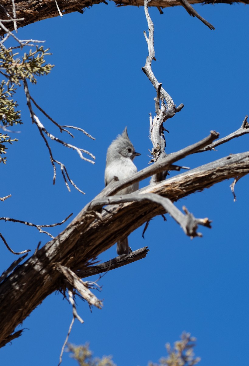 Juniper Titmouse - ML630429223