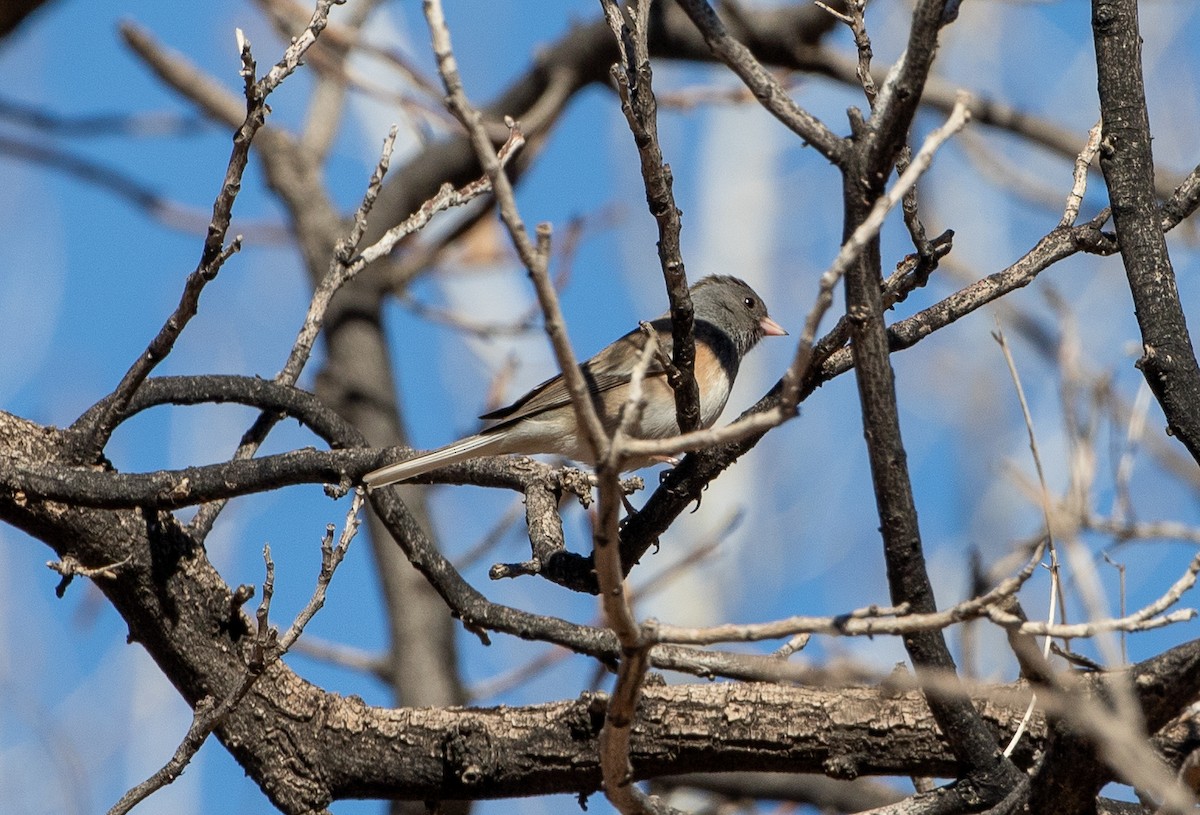 Dark-eyed Junco - ML630429263