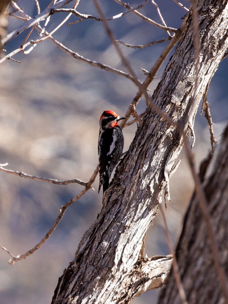 Red-naped Sapsucker - ML630429280