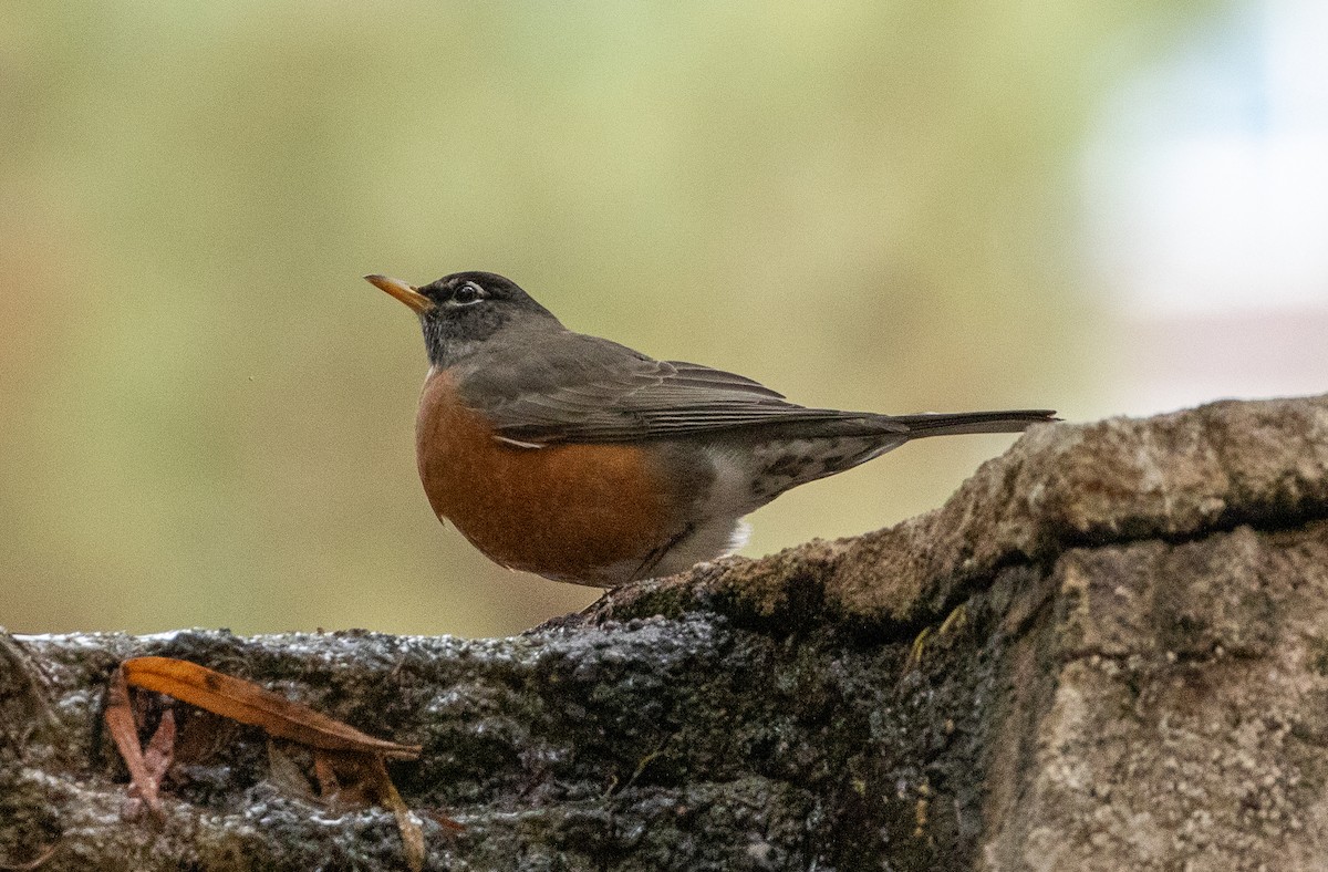 American Robin - ML630429323
