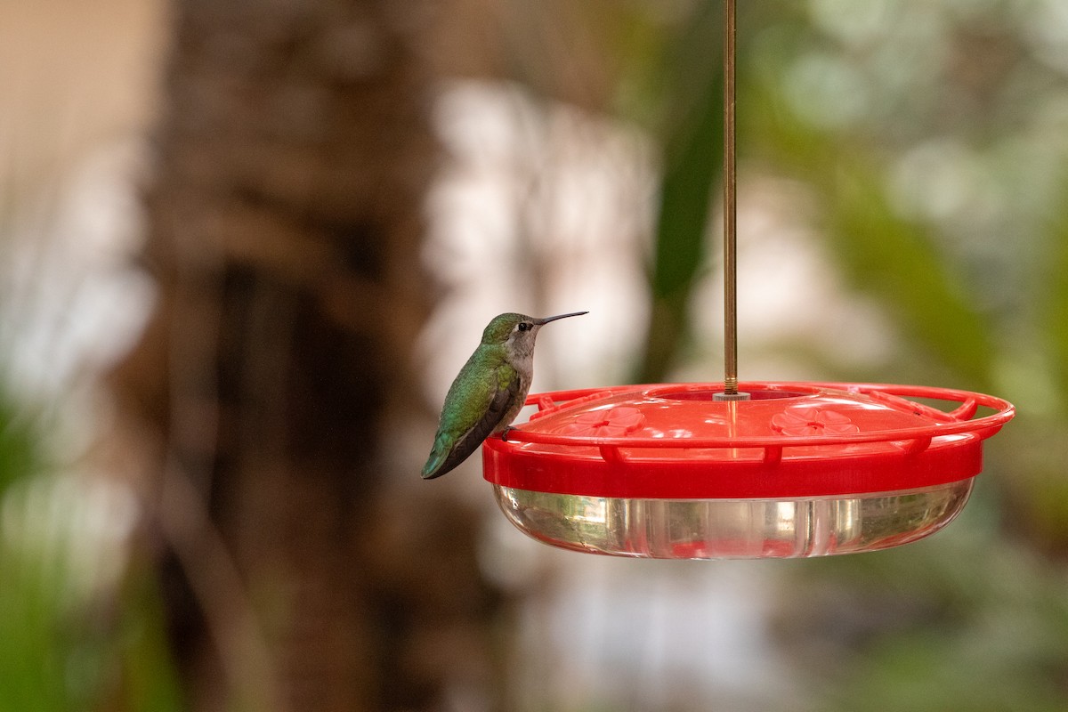 Costa's Hummingbird - ML630429324
