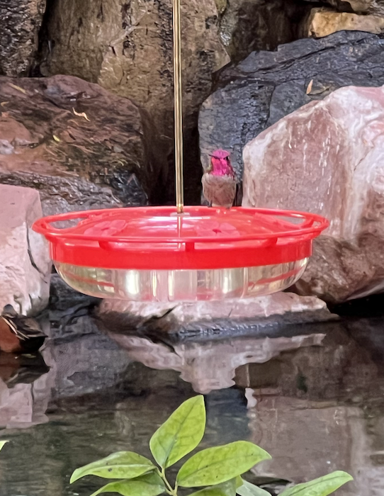 Anna's Hummingbird - ML630429429