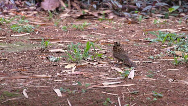 Crescent-chested Puffbird - ML630429650