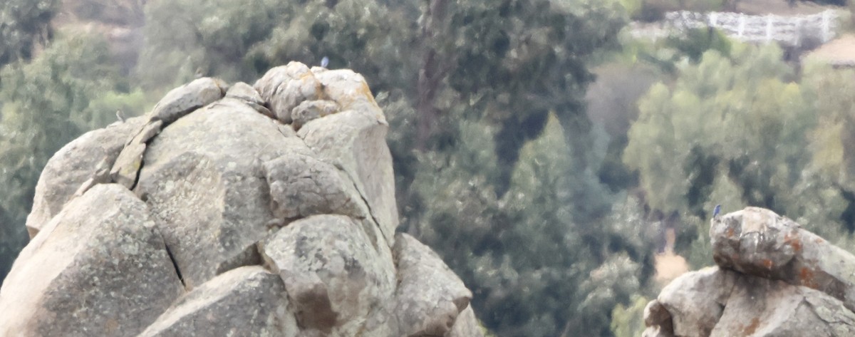 Mountain Bluebird - ML630429665