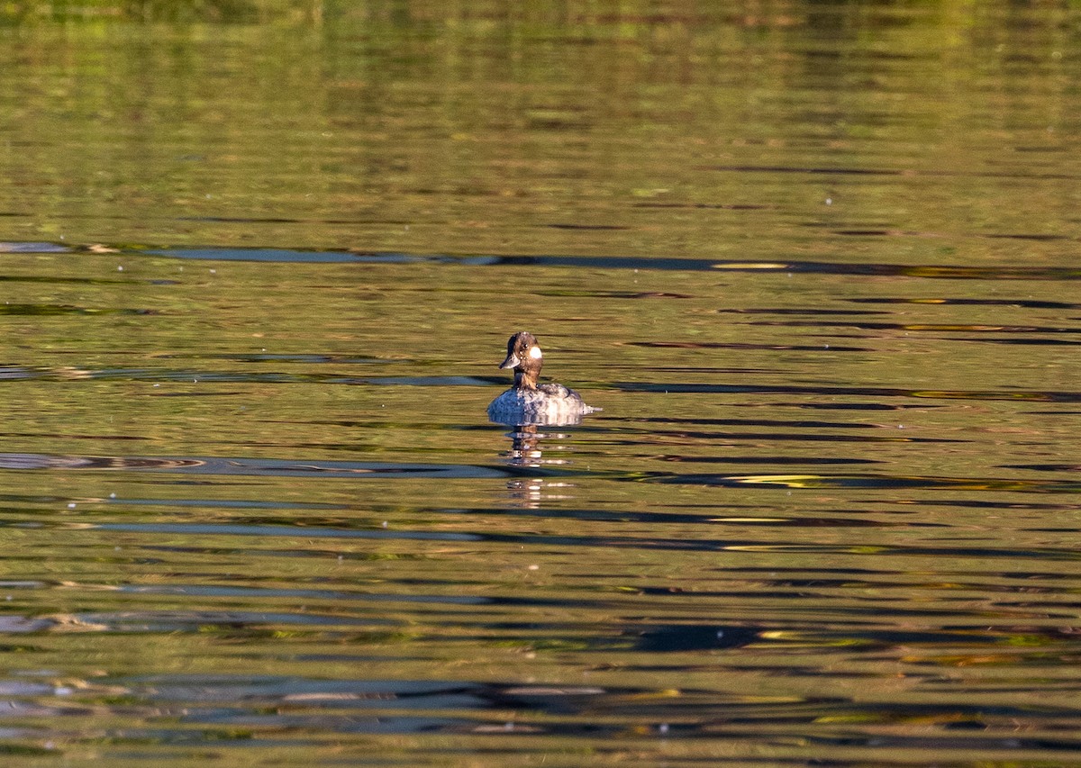 Bufflehead - ML630429784
