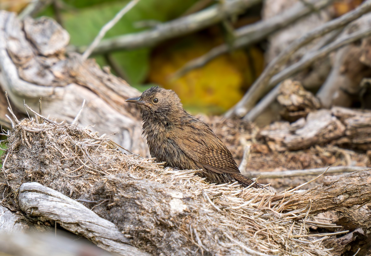 Cobb's Wren - ML630429868