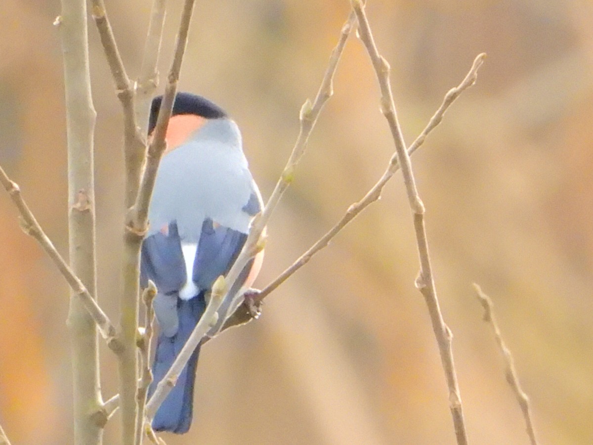 Eurasian Bullfinch - ML630429951