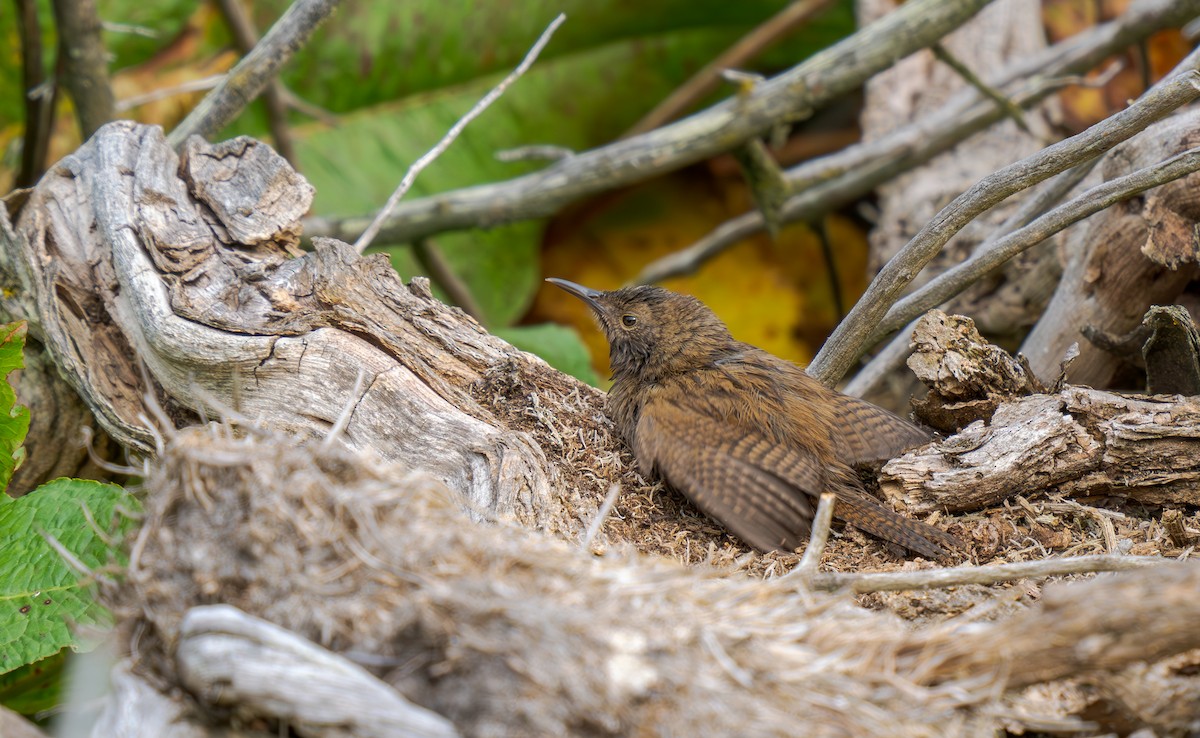 Cobb's Wren - ML630430037