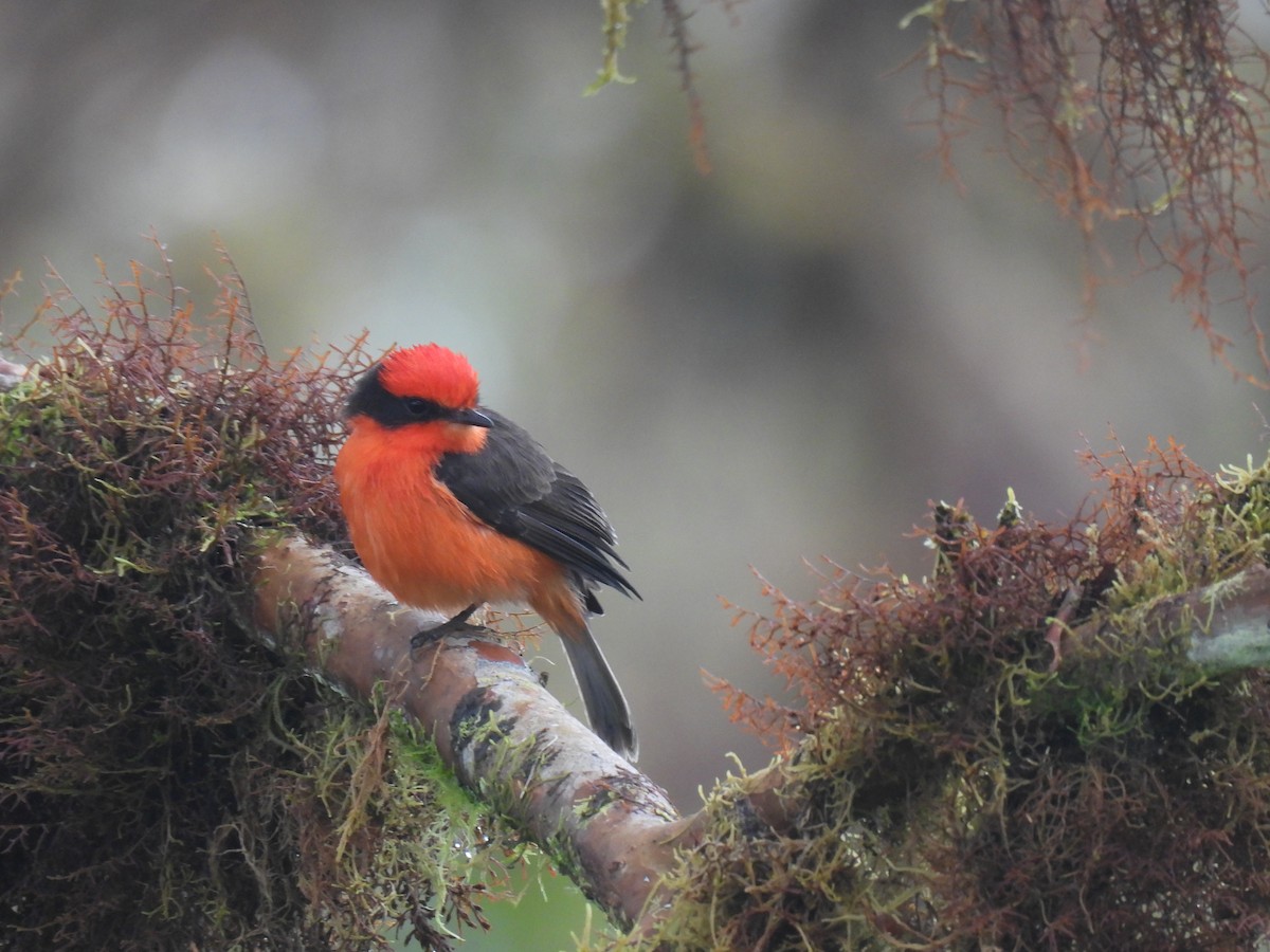 Brujo Flycatcher (Galapagos) - ML630430098