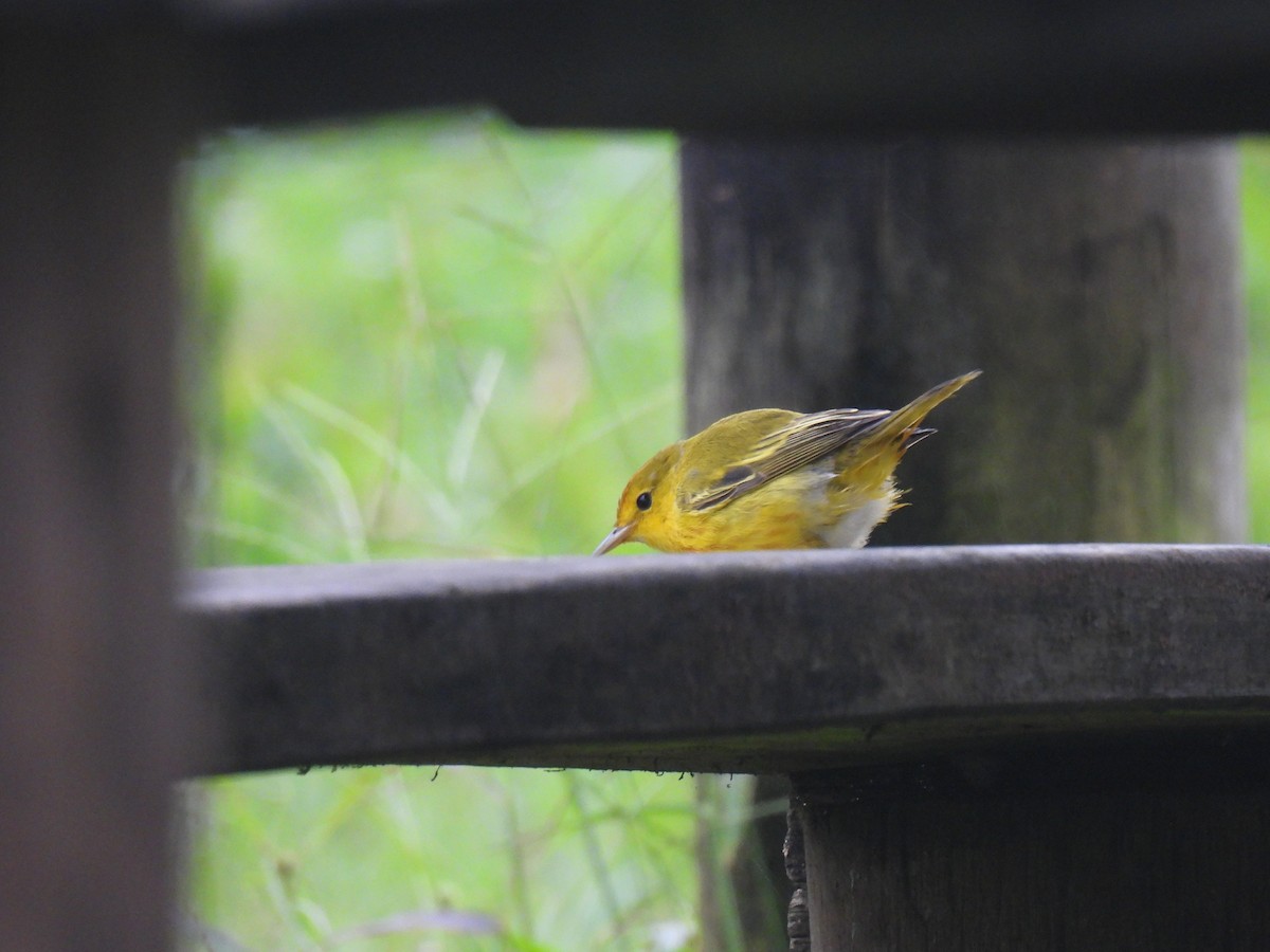 Brujo Flycatcher (Galapagos) - ML630430145