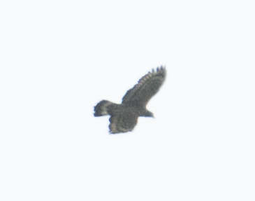 Oriental Honey-buzzard - ML630430584