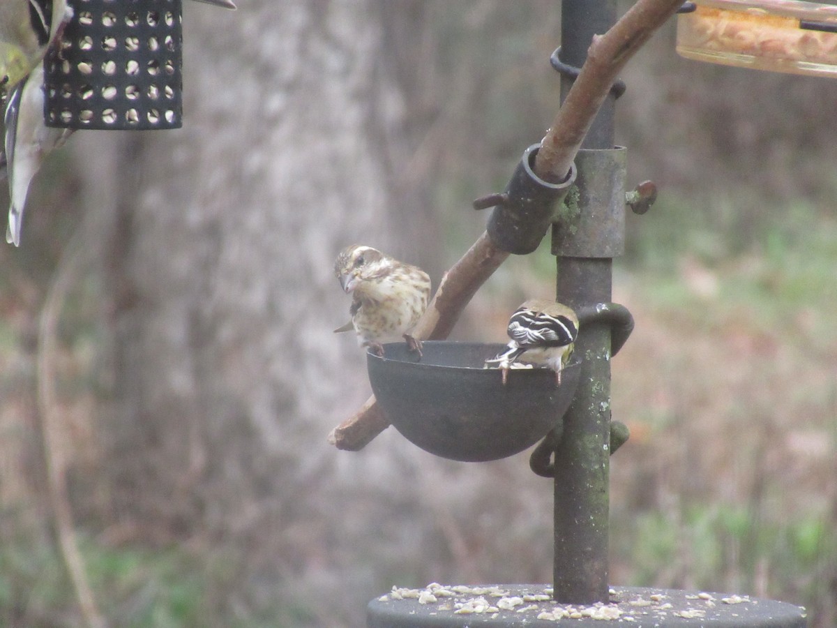 Purple Finch - ML630430693