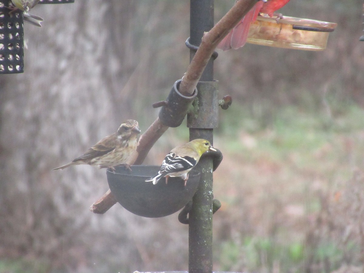 Purple Finch - ML630430748