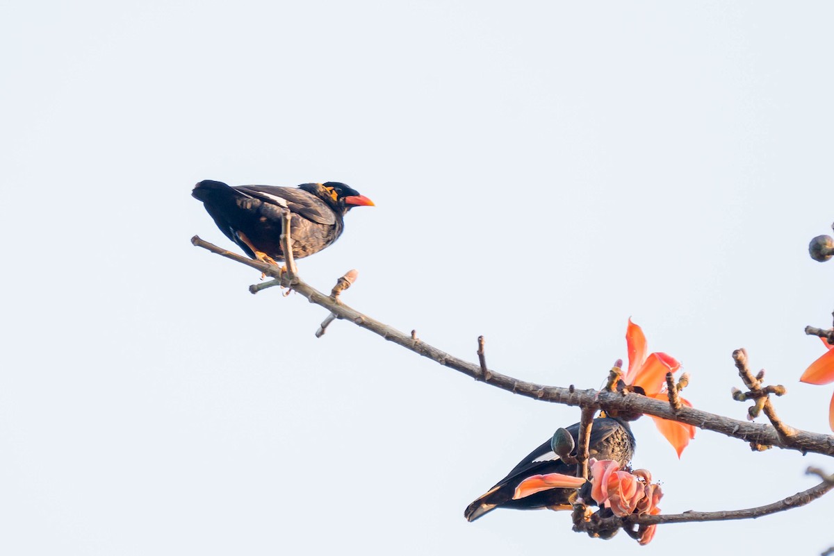Common Hill Myna (Common) - ML630430754