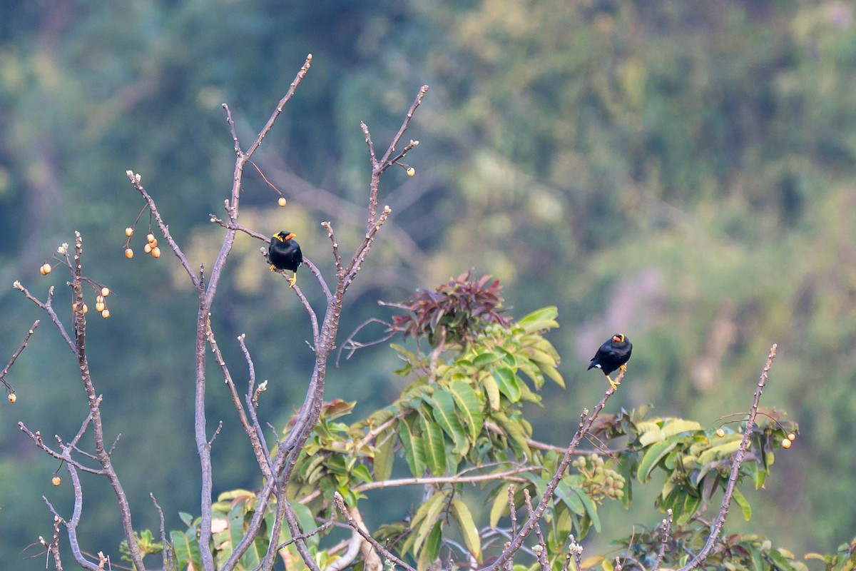 Common Hill Myna (Common) - ML630430755