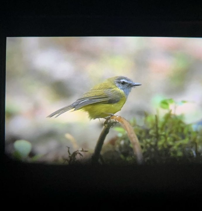 Yellow-bellied Warbler - ML630430927