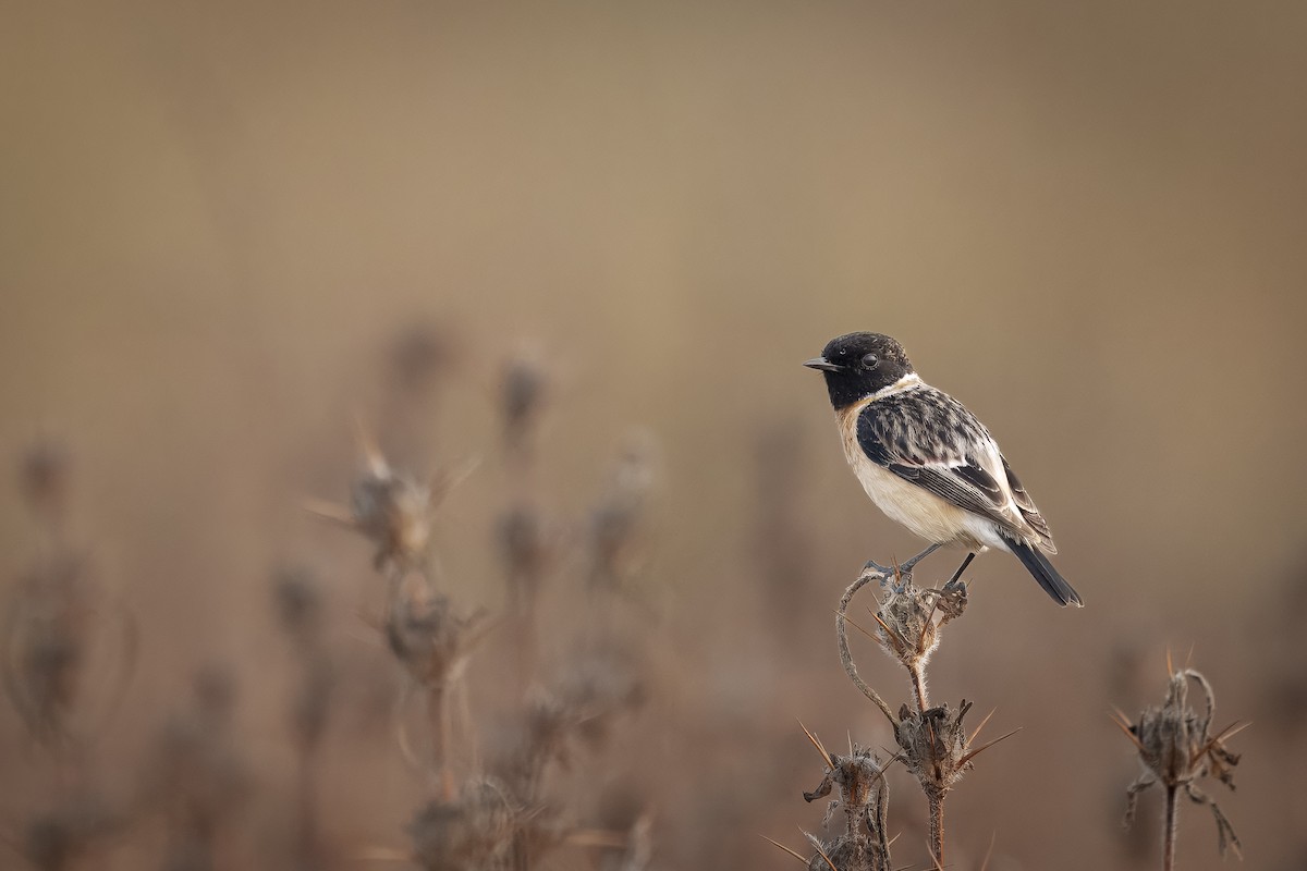 Siberian Stonechat - ML630430935