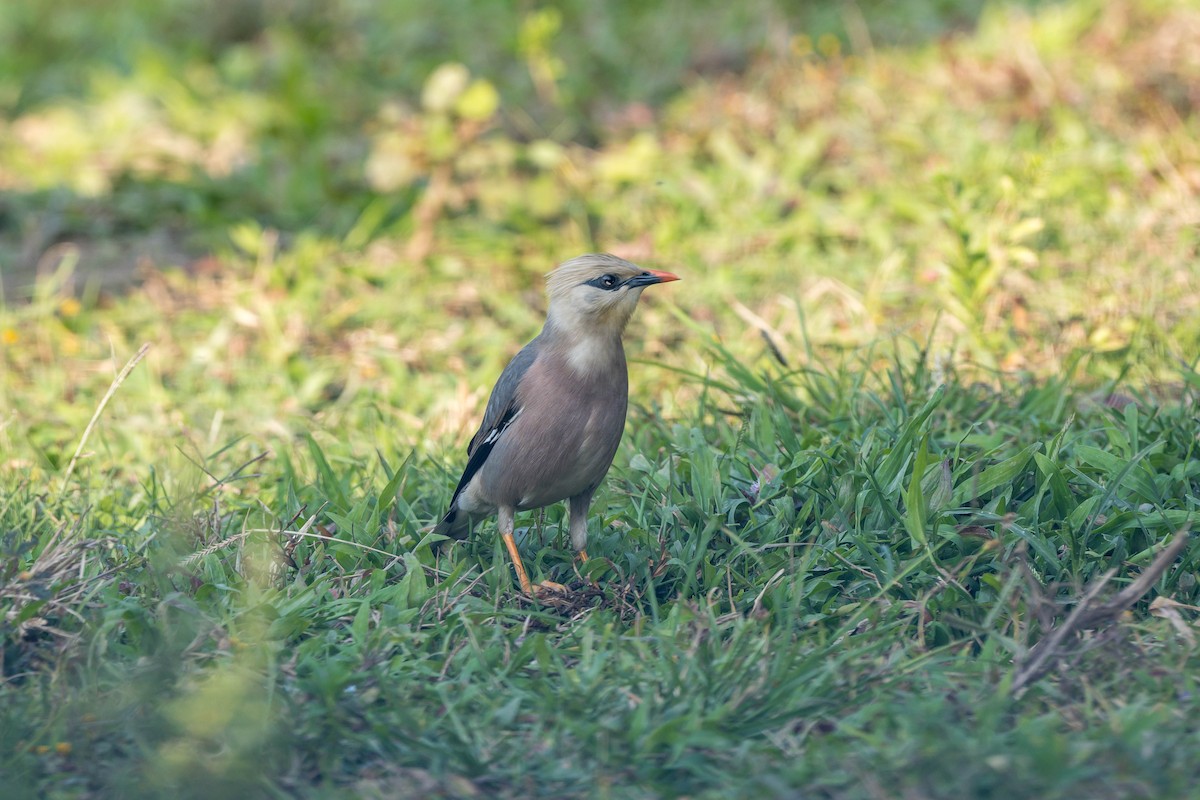 Burmese Myna - ML630431256