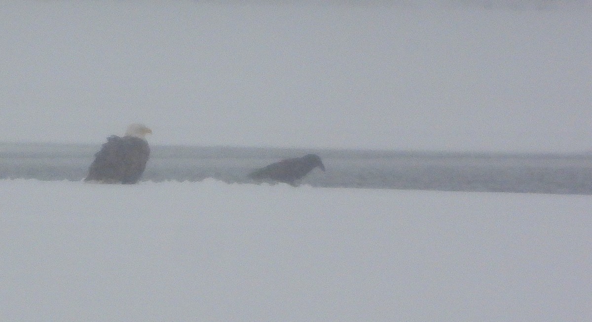 Bald Eagle - ML630431294