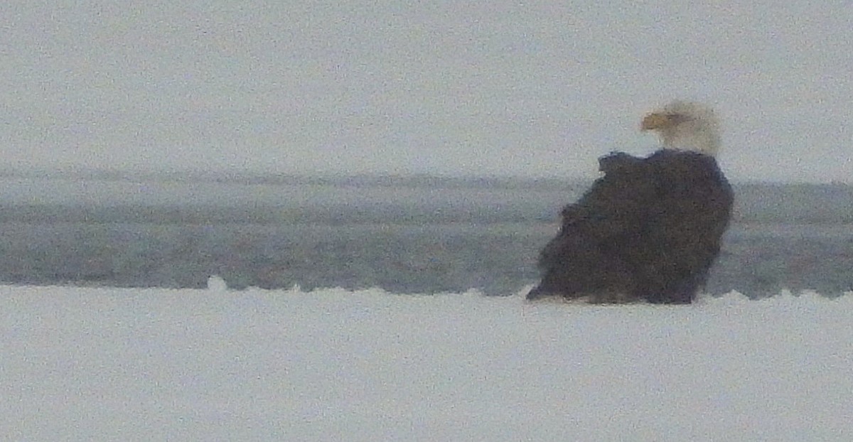 Bald Eagle - ML630431296
