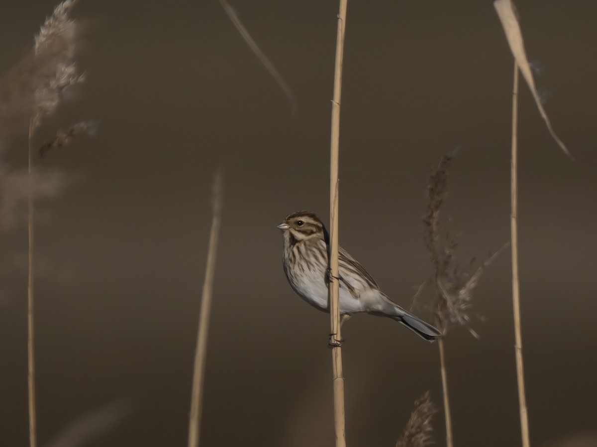 Reed Bunting - ML630431507