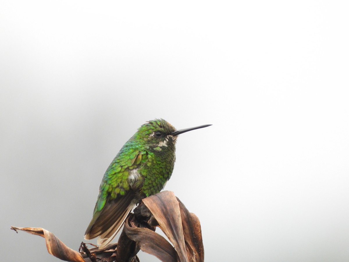Short-tailed Emerald - ML630431588