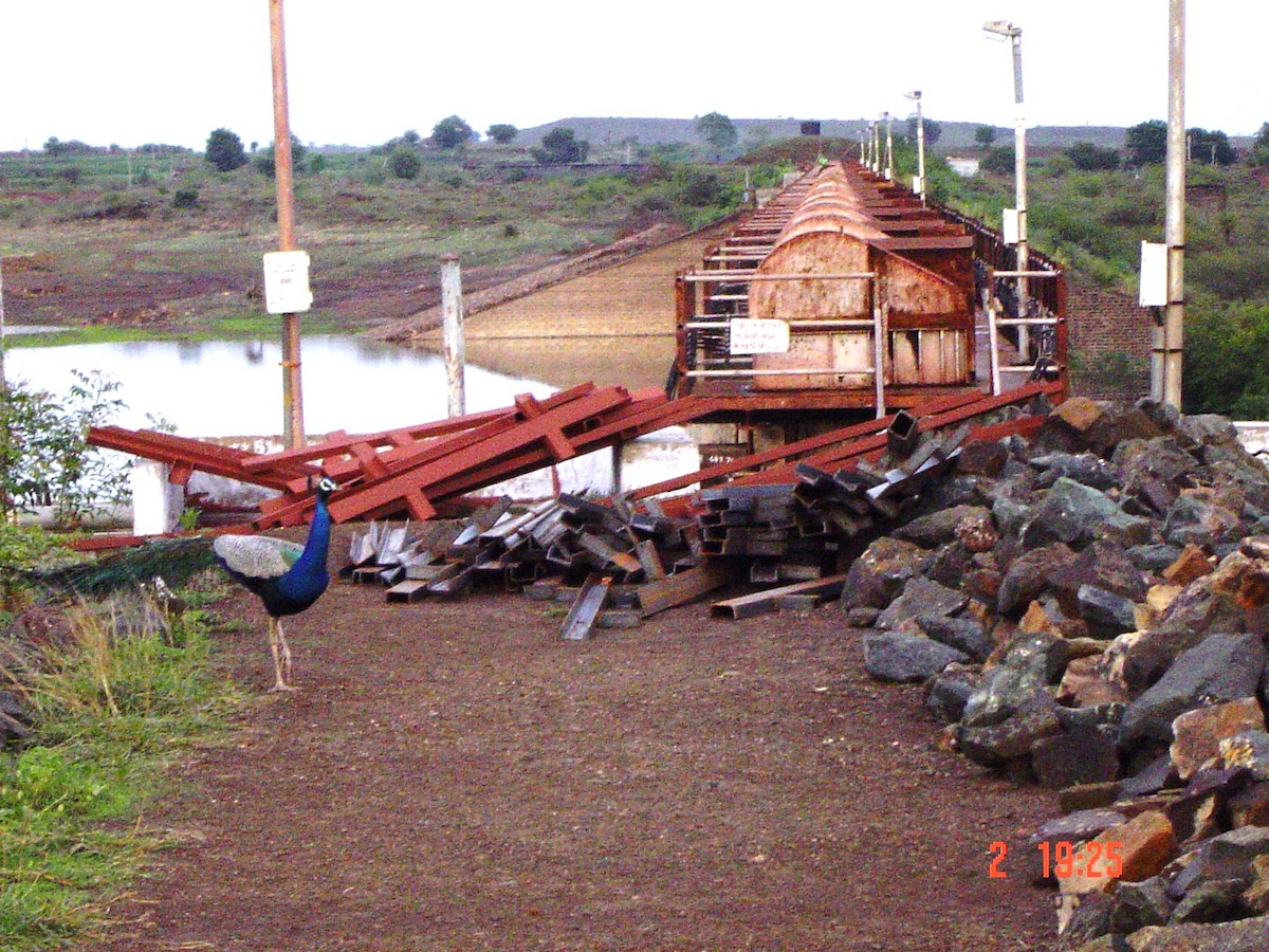 Indian Peafowl - ML630431628