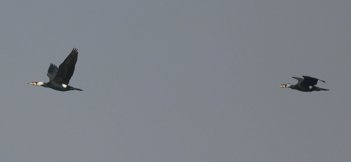 鸕鷀 - ML630431644