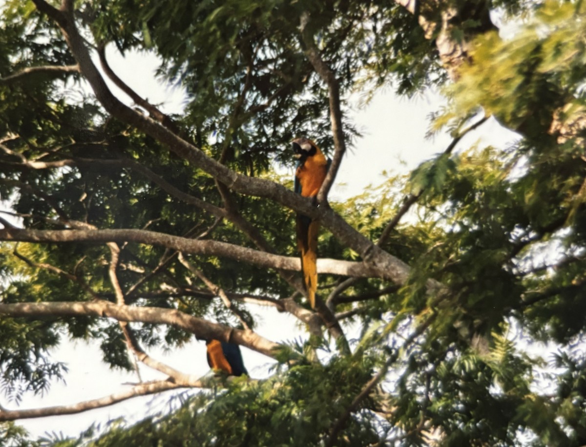 Blue-and-yellow Macaw - ML630431645