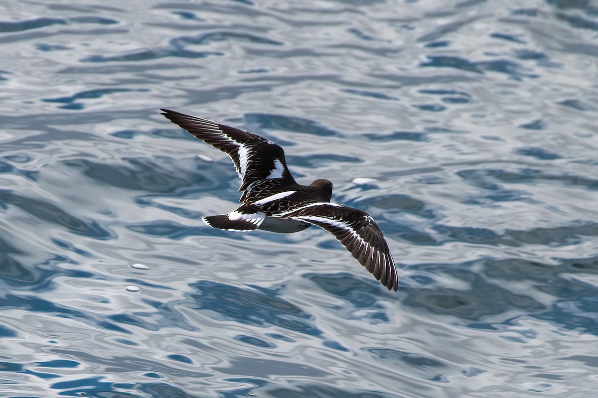 Black Turnstone - ML630431685