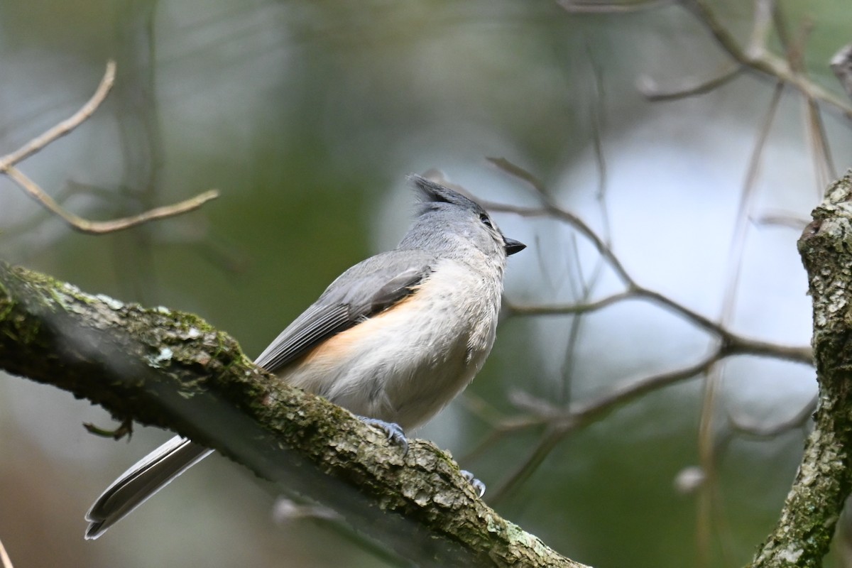 Tufted Titmouse - ML630431699