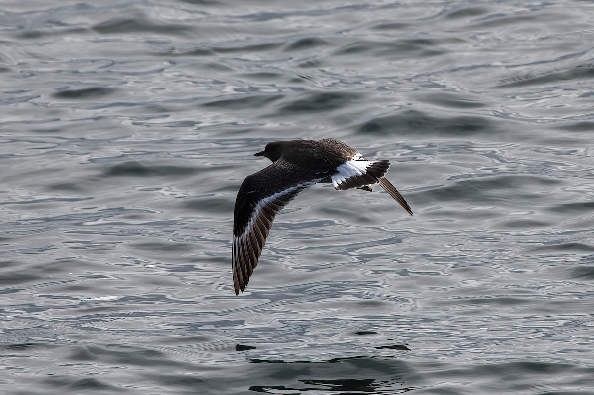 Surfbird - ML630431710
