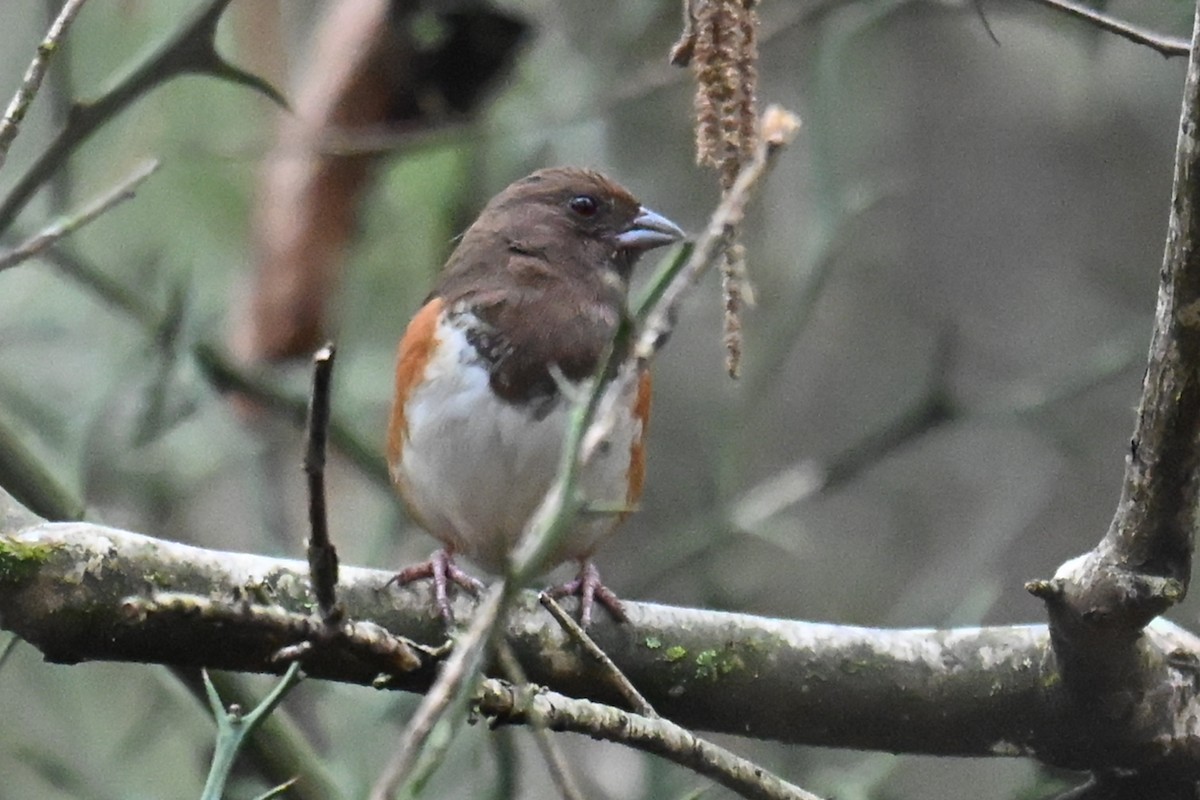 Eastern Towhee (Red-eyed) - ML630431716