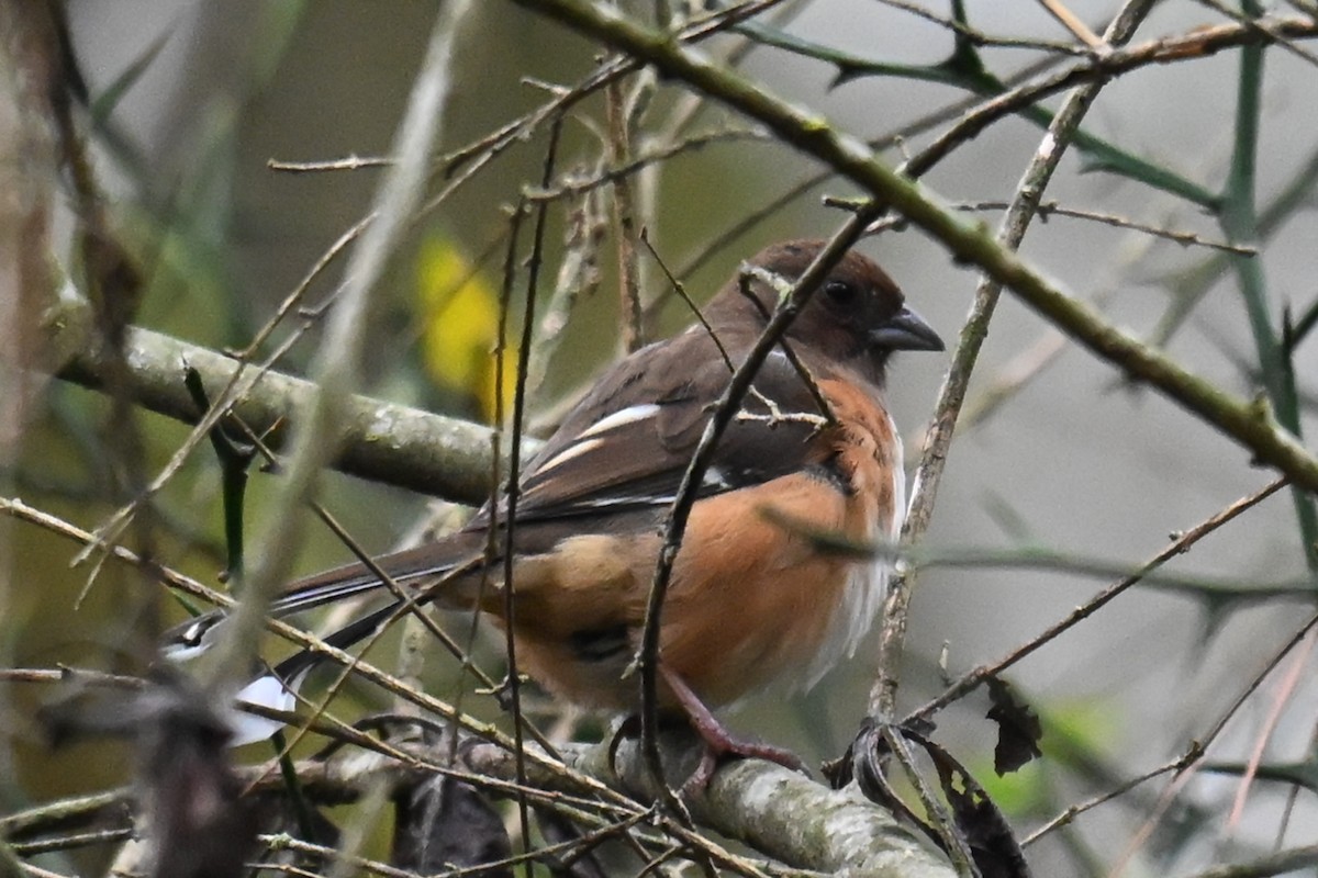 Eastern Towhee (Red-eyed) - ML630431717