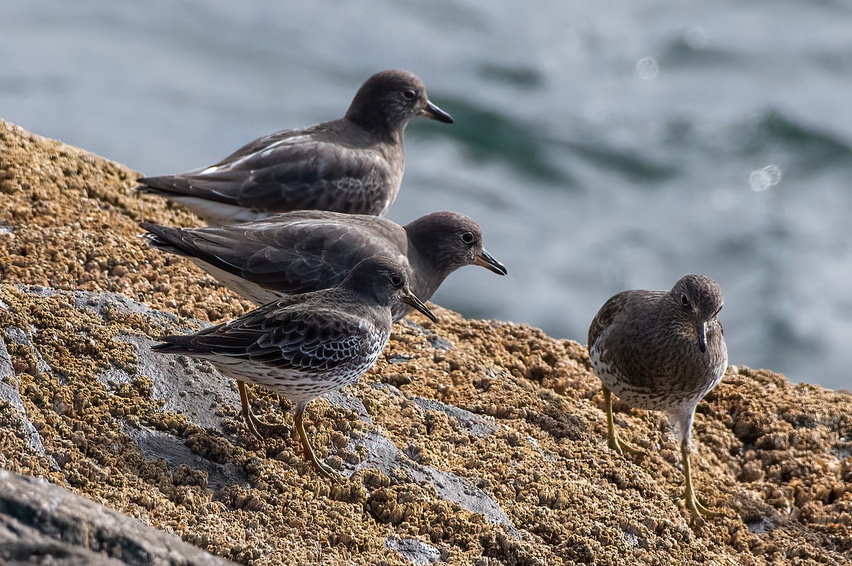 Rock Sandpiper - ML630431720