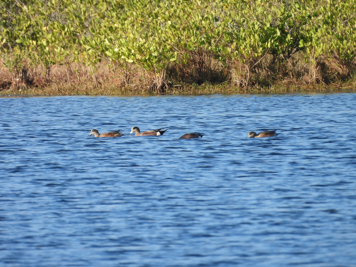 American Wigeon - ML630431721