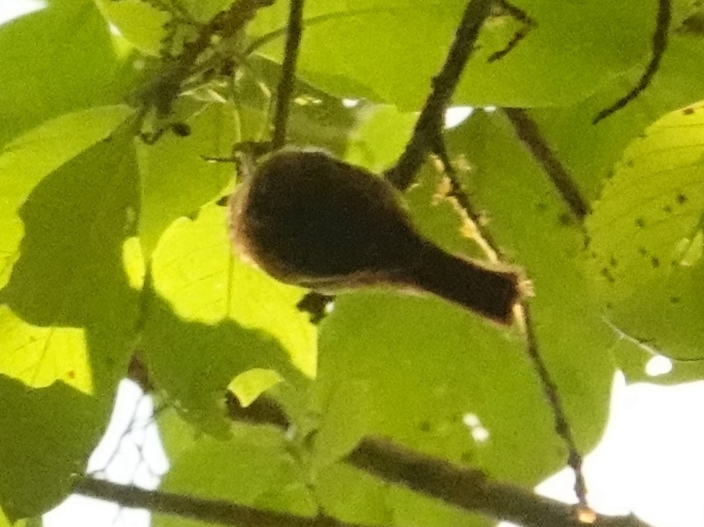 Northern Plain-Xenops - ML630431740