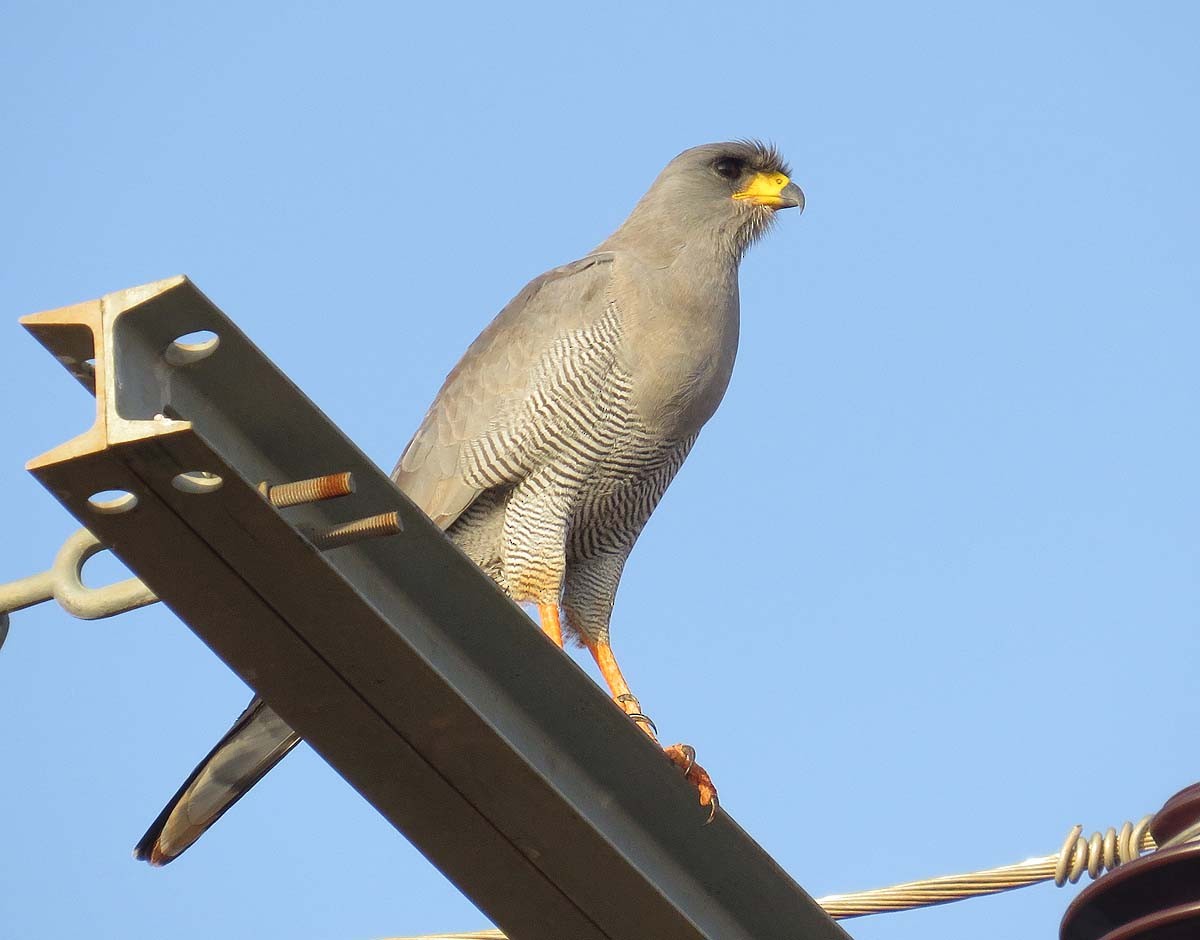 Eastern Chanting-Goshawk - ML630431902