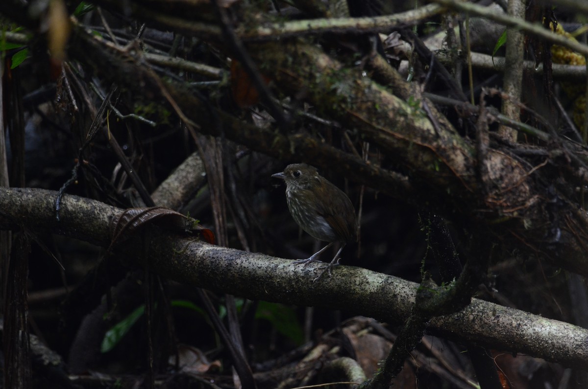 Thrush-like Antpitta - ML630431926