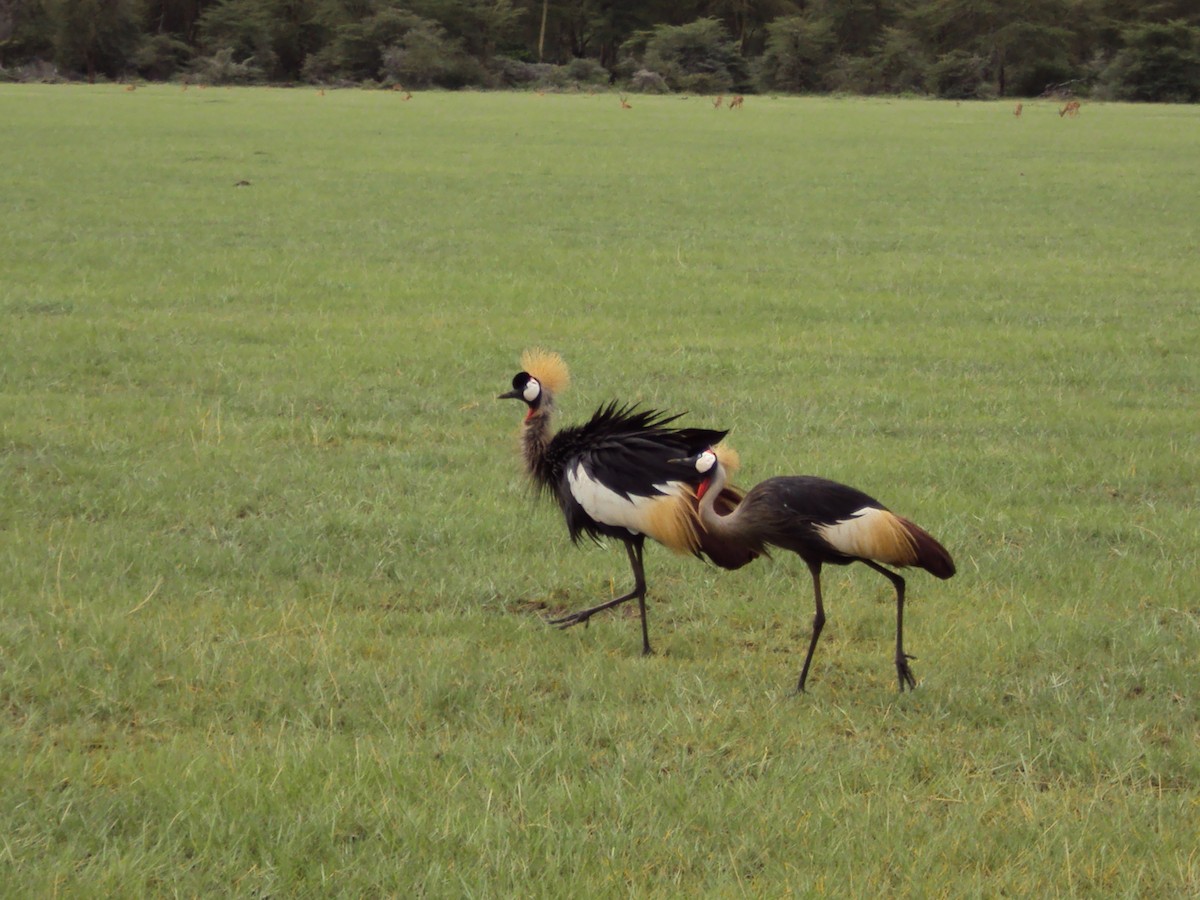Gray Crowned-Crane - ML630432157